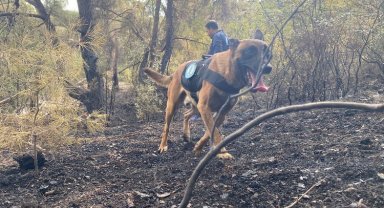 'Tarzan' yangınların sebebini tespit edecek!