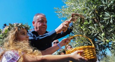 Tavşan Yüreği Zeytin Hasadı sevinci