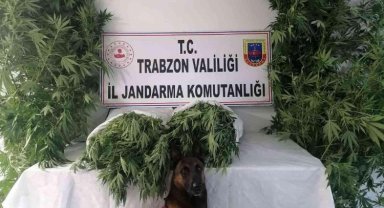 Trabzon Ortahisar'da Jandarma'dan ortak operasyon