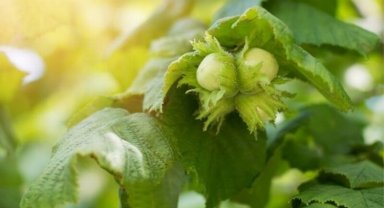 TZOB: El ele verip fındığa sahip çıkmalı