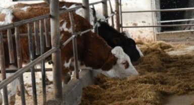 3 yılda hayvancılığa belediyeden rekor destek