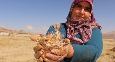 Antalya Elmalı'nın toprakları 'altın bitki' ile buluştu
