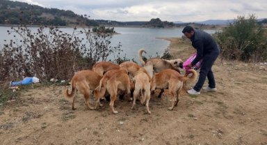 Bilecik İl Özel İdaresi sahipsiz sokak hayvanlarının yanında