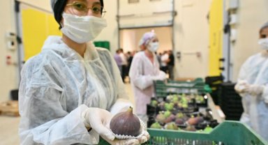 Bursa Büyükşehir üreticilere can suyu oldu... İncir üreticilerine 880 bin lira ödeme yapıldı