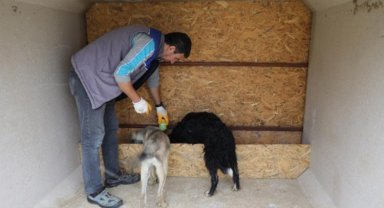 Bursa İnegöl'de can dostları sıcak yuvalarında