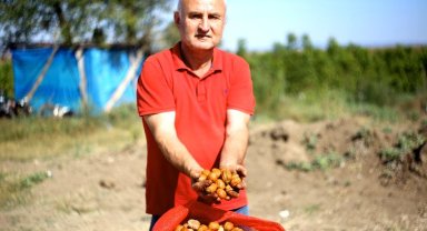 Bursa Yenişehir'de ceviz yetiştiricilerinde buruk sevinç