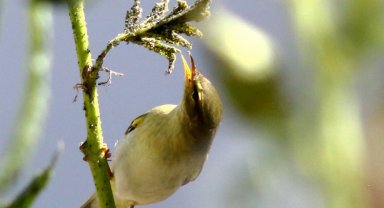 Bursa Yenişehir'de kuşlardan doğal tarıma destek