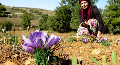 Bursa Yenişehir'de 'safran'da hasat vakti