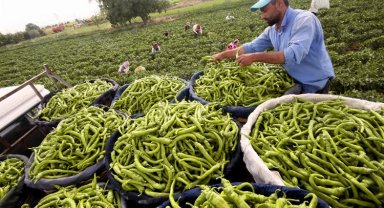 Bursa Yenişehirli çiftçinin yüzü gülüyor