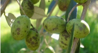 Bursa'da üreticilere 'Zeytin Halkalı Leke' ile mücadele uyarısı