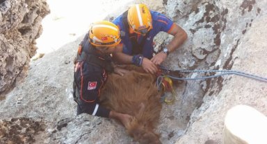 Diyarbakır'da AFAD ekipleri uçurumdaki keçileri kurtardı
