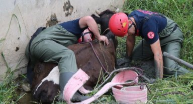 Düzce'de bataklığa saplanan inek kurtarıldı