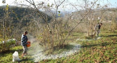 Fındık üreticisi Fınver Projesi sevdi