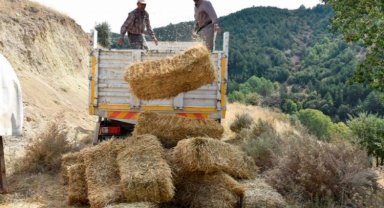 Hayvan yetiştiricilerine ücretsiz yem desteği