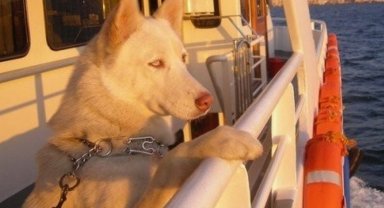 İstanbul'da evcil dostunla seyahat edebilme şartları güncellendi