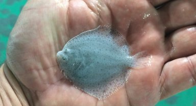 İzmit Körfezi için yeni kalkan yavruları üretildi