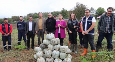 İzmit'te bal kabaklarında hasat zamanı