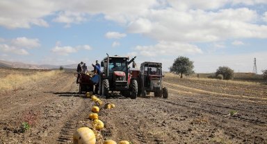Kayseri Talas'ta kabak posaları yeme dönüşüyor