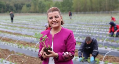 Kocaeli İzmit'te 'Çilek Köy' hamlesi