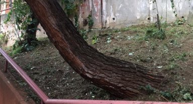 Kocaeli İzmit'te tehlike arz eden ağaca müdahale