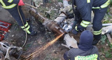 Kocaeli'de demir boruya sıkışan köpeği itfaiye kurtardı
