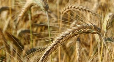 Kuraklık ve soğuğa dayanıklı tritikale