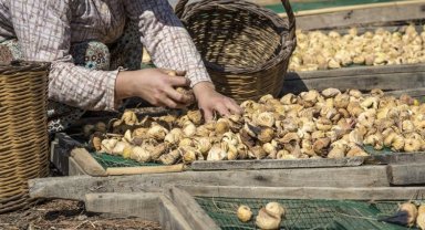 Kuru incirde Avrupa pazarı gücünü koruyor