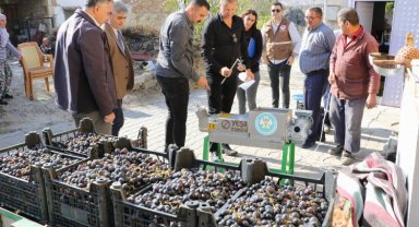 Manisa'da üzümün tadı farklı olacak