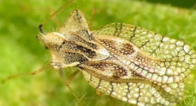 "Meşe dantel böceği zararsızdır"