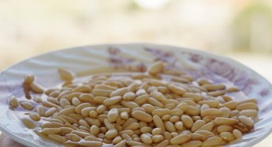 Milas'ın çam fıstığı gram altınla yarışıyor!