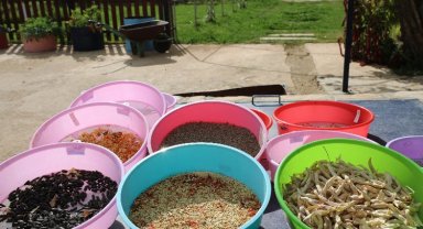 Muğla 2023'ün tohumlarını dağıtıma hazırlıyor