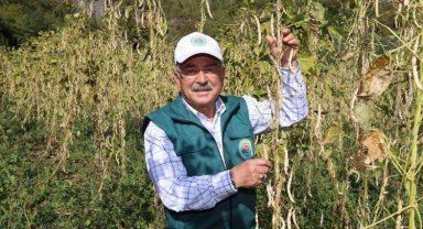 Ordu'da fasulye hasadı başladı