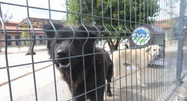 Sakarya'da can dostlara özel bakım merkezi