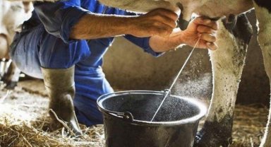 Ticari işletmeler Ağustos'ta 800 bin tona yakın inek sütü topladı