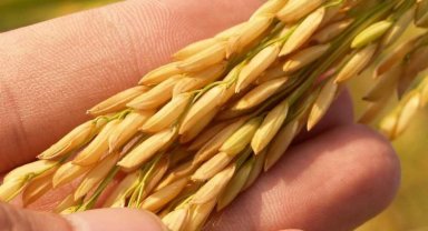 TMO çeltik fiyatları güncellendi