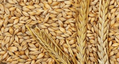 TMO uygun fiyatla arpa satışı yapacak