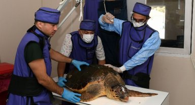 Yaralı Caretta Caretta koruma altında