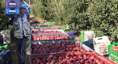 Yerel üreticilerden 12 bin ton elma alacak