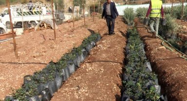 Akdenizli çiftçilerin umudu keçi boynuzu