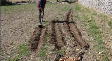 Antalyalı üreticilere lale soğanı dağıtıldı