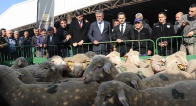 Balıkesirli üreticilere damızlık koç desteği