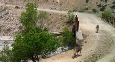 Bingöl'de yaban hayvanları fotokapanlara yansıdı