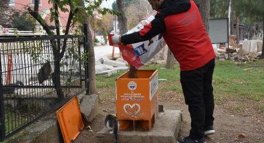 Bursa Gemlik'te sokaktaki canlar mamaya kolay ulaşıyor
