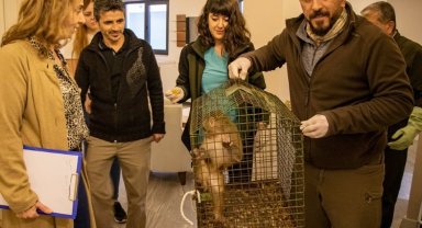 Bursa Mudanya'da eve giren Makak maymunu koruma altında