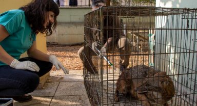 Bursa Nilüfer'de yaralı çakal sağlığına kavuşturuldu