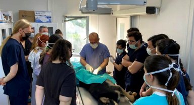 Bursa Osmangazi'de binlerce sokak hayvanı şifa buldu