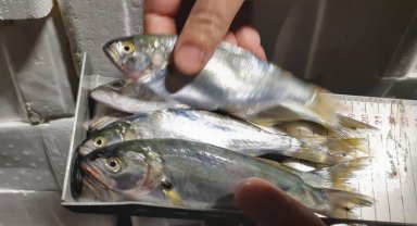 Bursa'da Balık Hali'ne şok denetim!