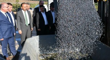 Bursa'da zeytin hasadı ve yağ üretimine start Mudanya'dan