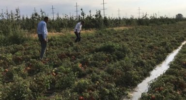 CHP'li Sarıbal sordu: Çiftçinin zararı ne olacak?