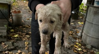 Dereye düşen yavru köpeği Kocaeli İtfaiyesi kurtardı